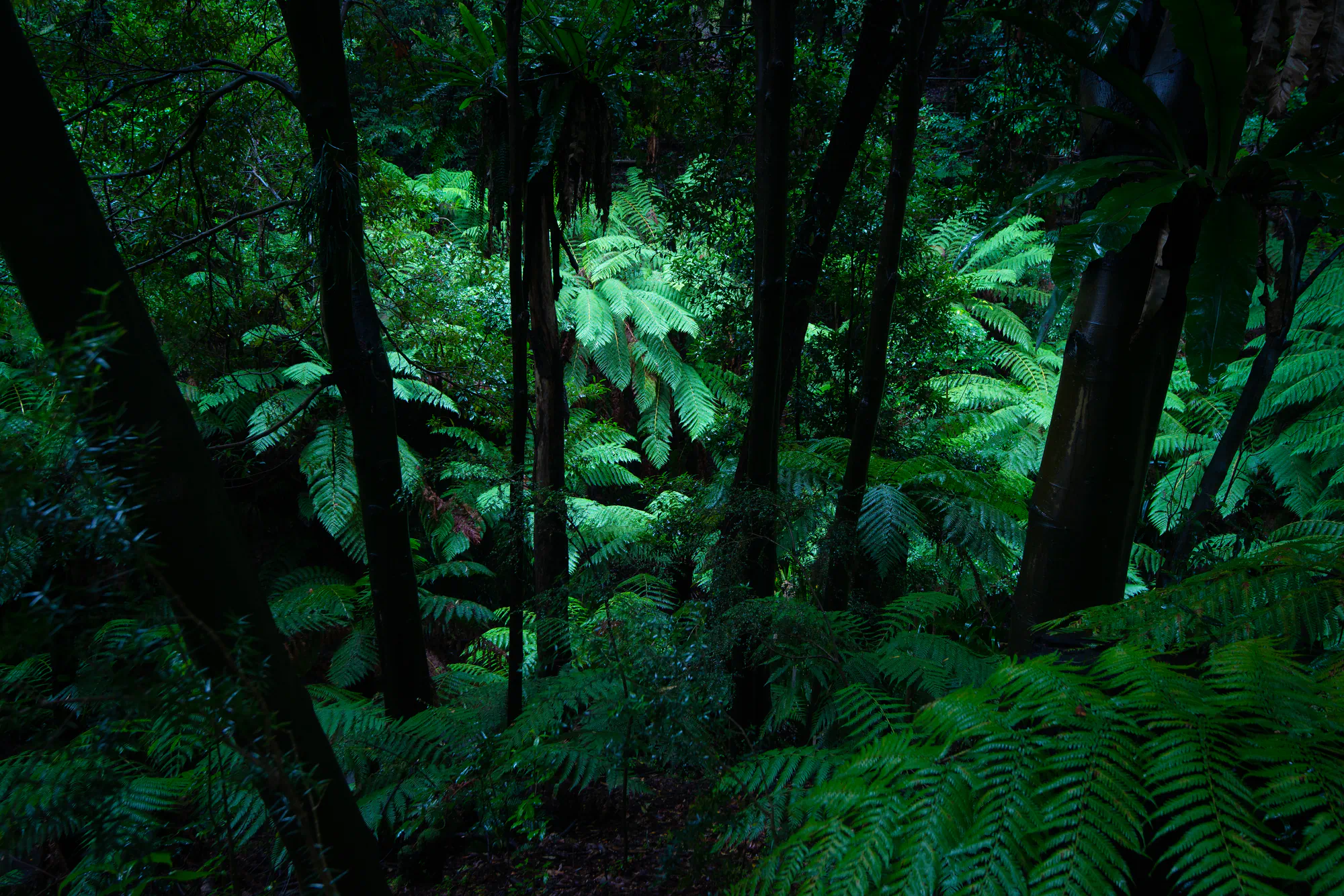 ferns through the trees